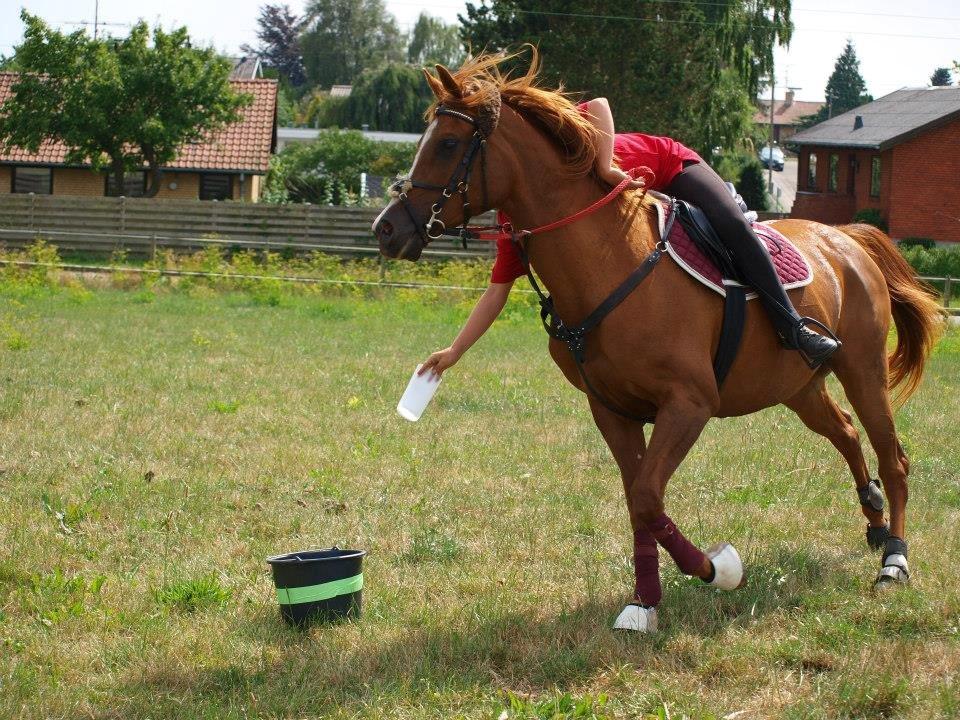 Arabisk fuldblod (OX) Dancer <3 billede 13