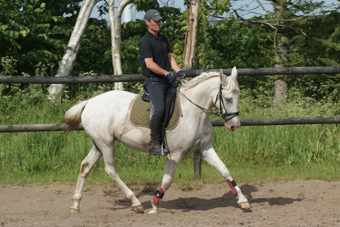 Knabstrupper Askepot † R.I.P † - 30.05.14 - 4. tilridningsdag billede 13
