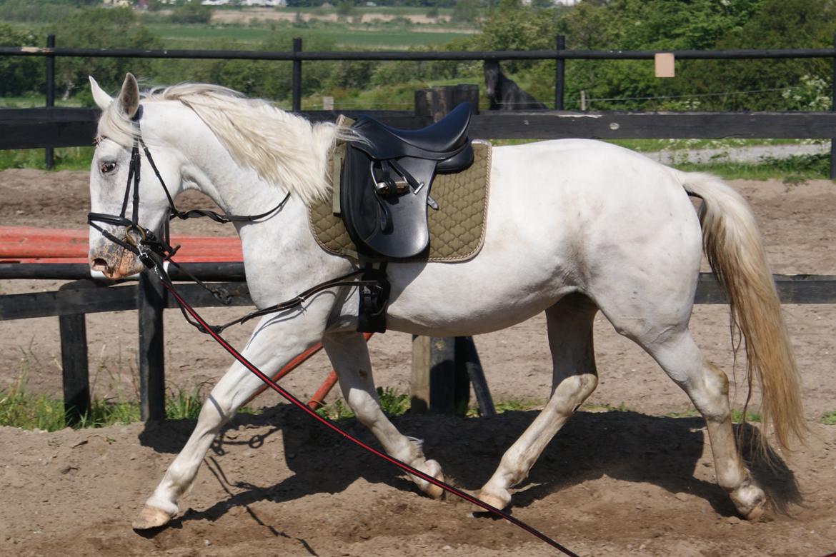 Knabstrupper Askepot † R.I.P † - 17.05.14 - 3. tilridningsdag billede 11