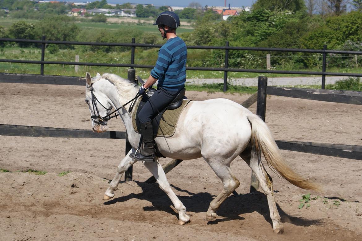 Knabstrupper Askepot † R.I.P † - 17.05.14 - 3. tilridningsdag billede 12