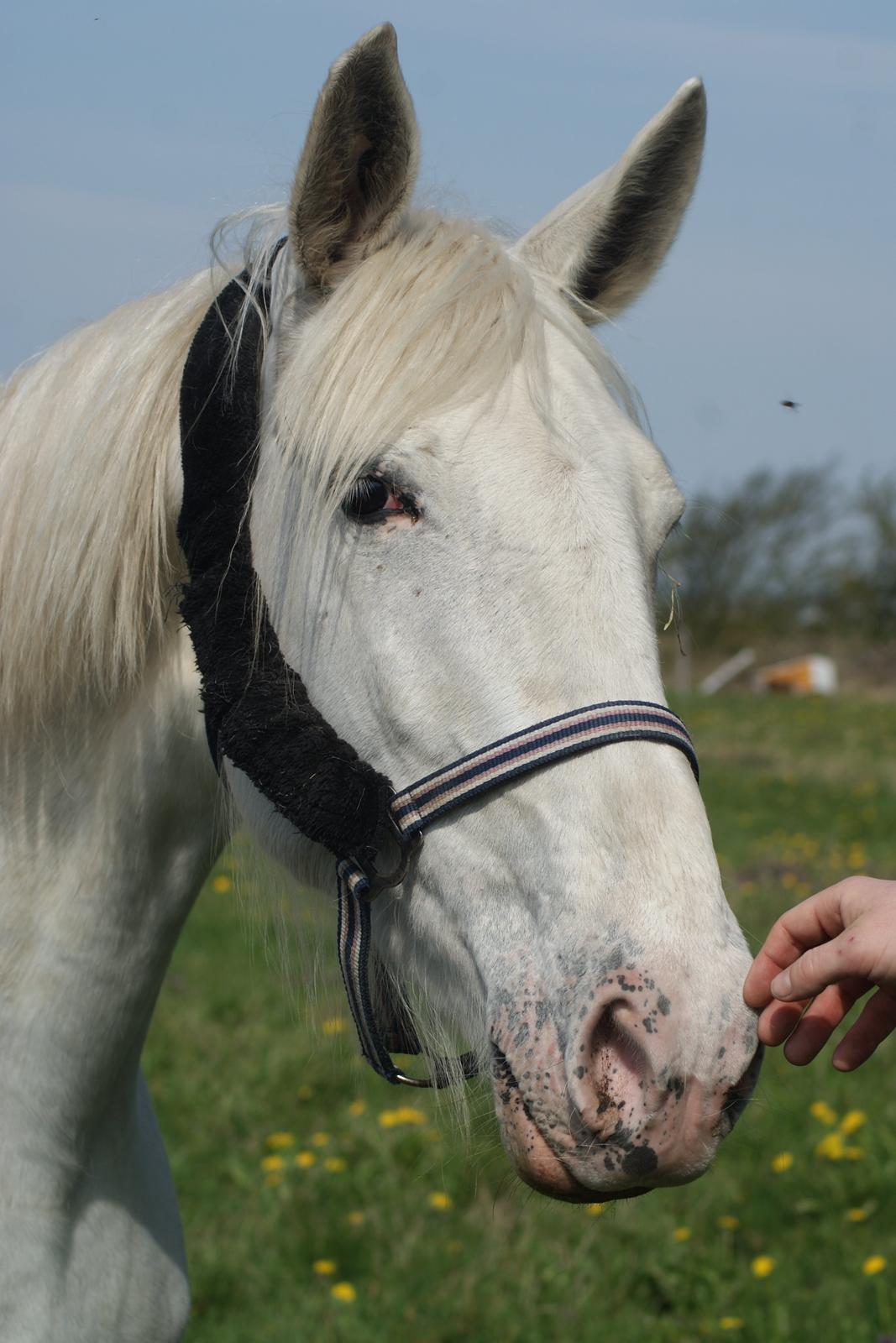 Knabstrupper Askepot † R.I.P † - 21.04.14 billede 10