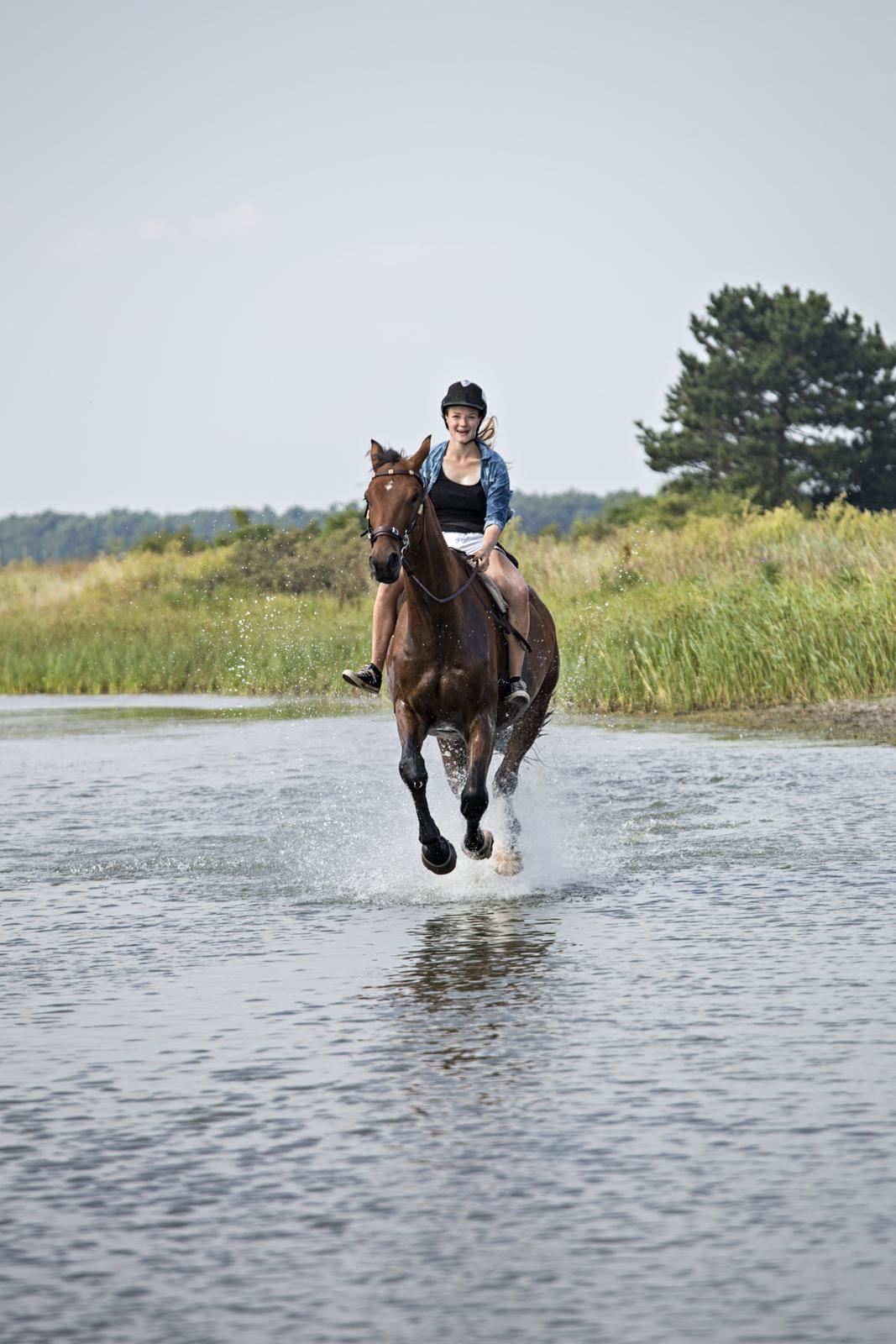 Dansk Varmblod Kanwas Frydenlund - Galop på standen d.27.7-14  Fotograf: Lone Plougmann billede 10