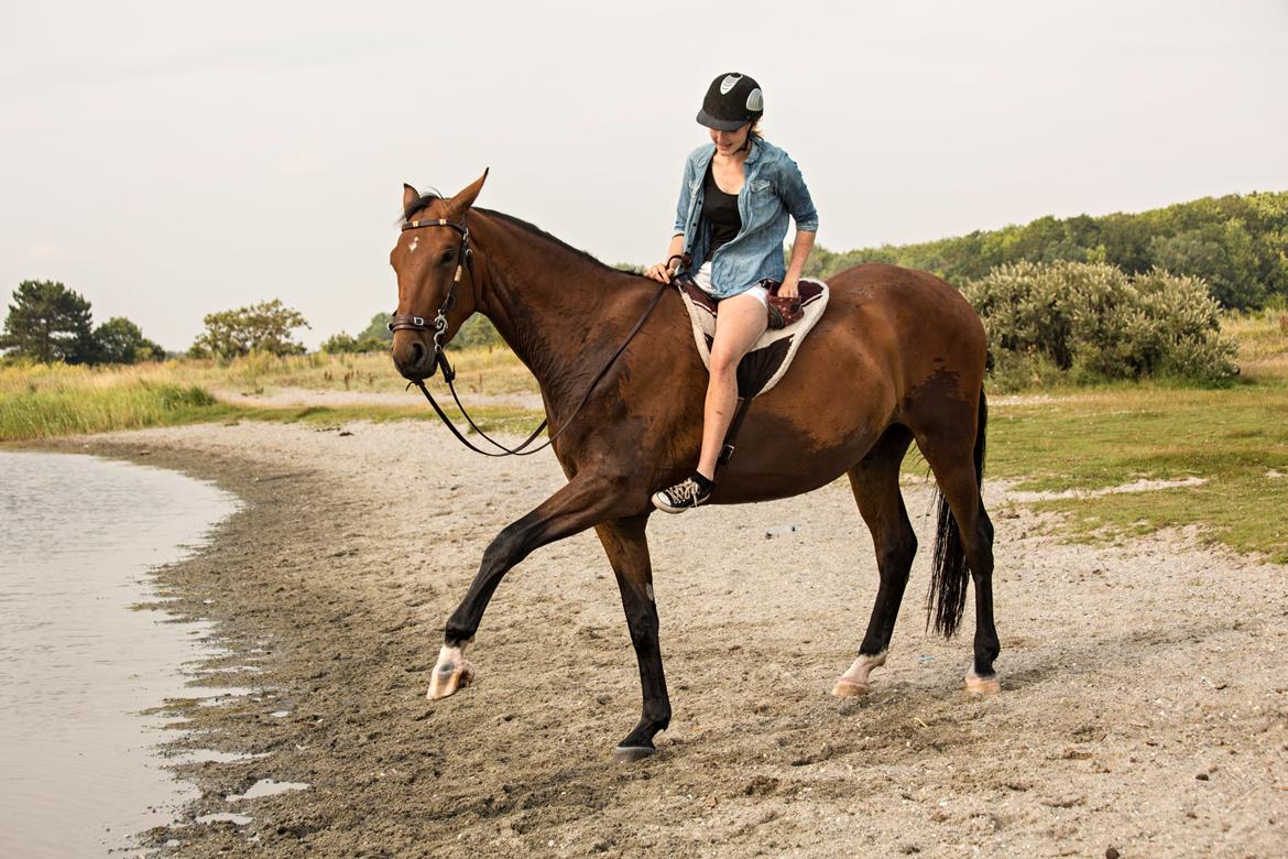 Dansk Varmblod Kanwas Frydenlund - Løfte ben fra ryggen  D.27.7-14 Fotograf: Lone Plougmann billede 15