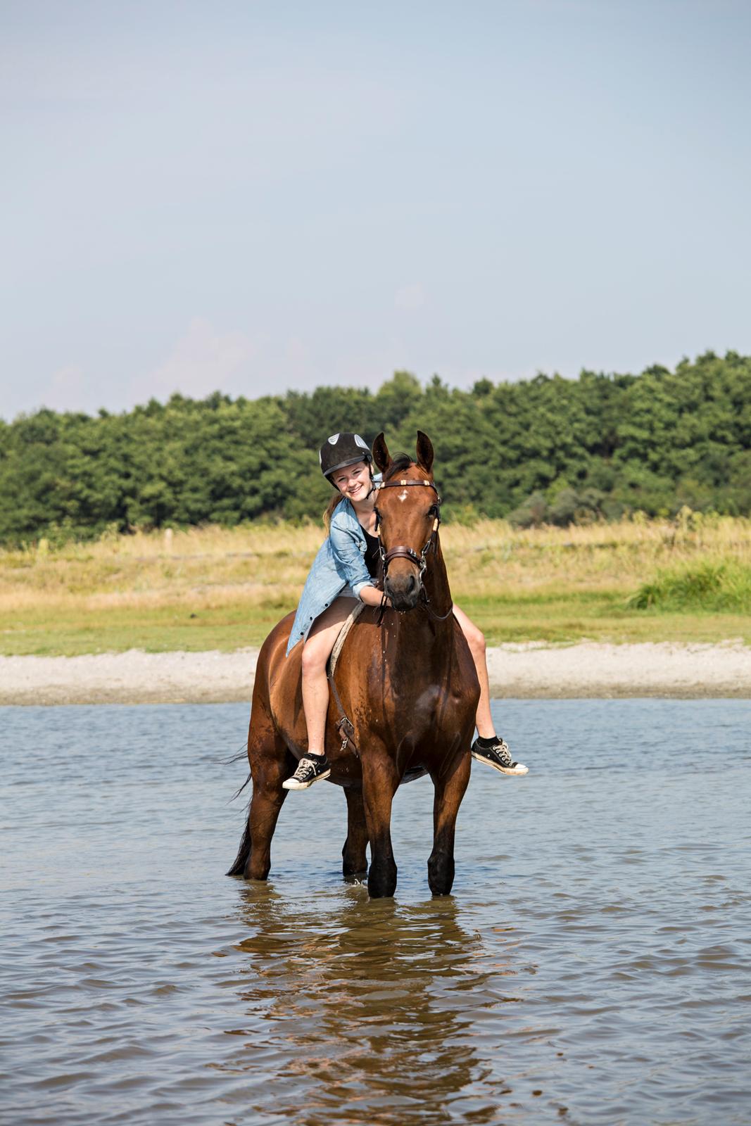 Dansk Varmblod Kanwas Frydenlund - stranden D.27.7-14 Fotograf: Lone Plougmann billede 5