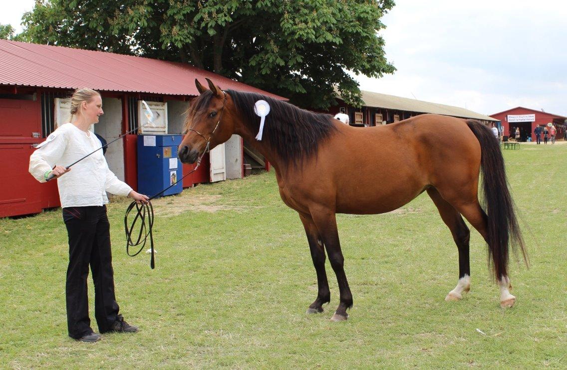 Arabisk fuldblod (OX) E`xtravaganza *SOLGT* billede 21