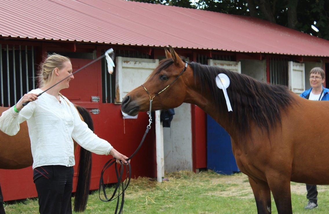 Arabisk fuldblod (OX) E`xtravaganza *SOLGT* billede 10