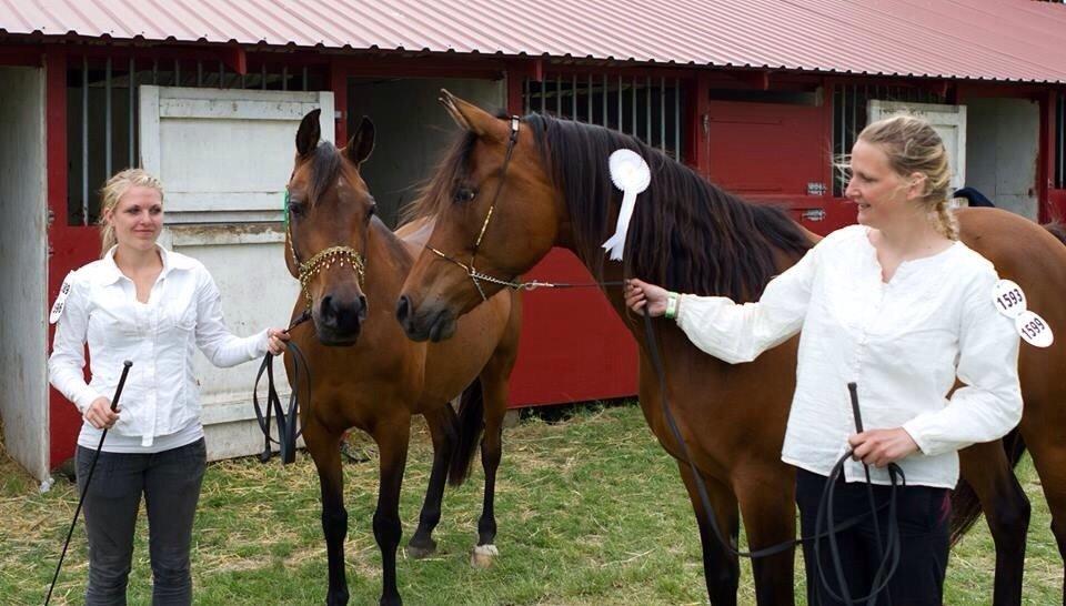 Arabisk fuldblod (OX) E`xtravaganza *SOLGT* billede 25