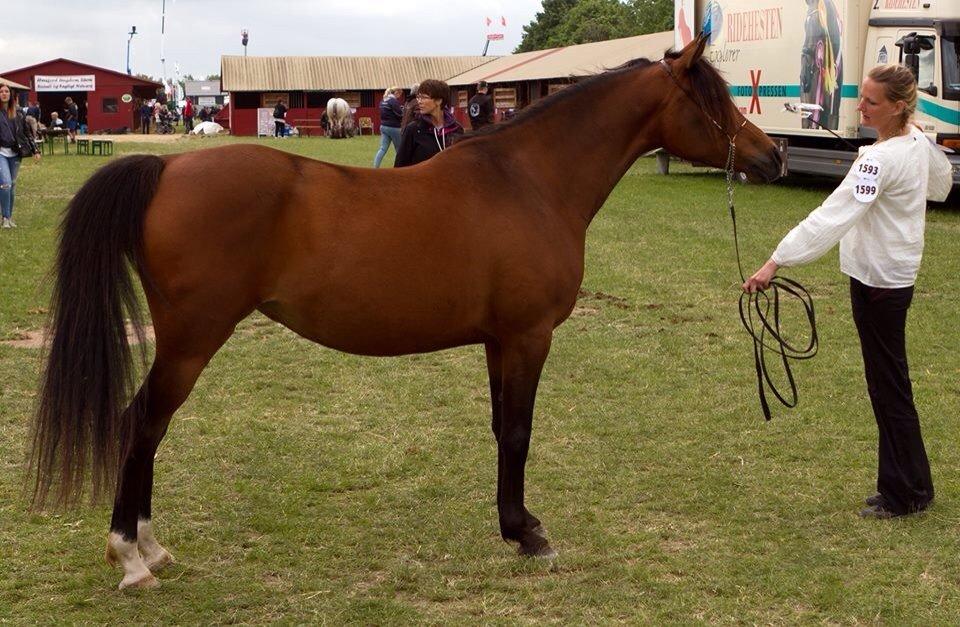 Arabisk fuldblod (OX) E`xtravaganza *SOLGT* billede 29