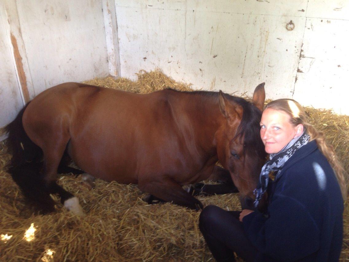 Arabisk fuldblod (OX) E`xtravaganza *SOLGT* billede 34