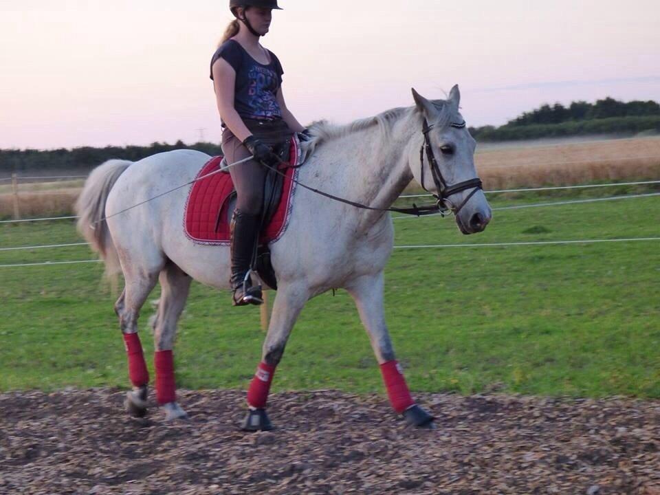 Anden særlig race Mr. Bento <3 billede 11