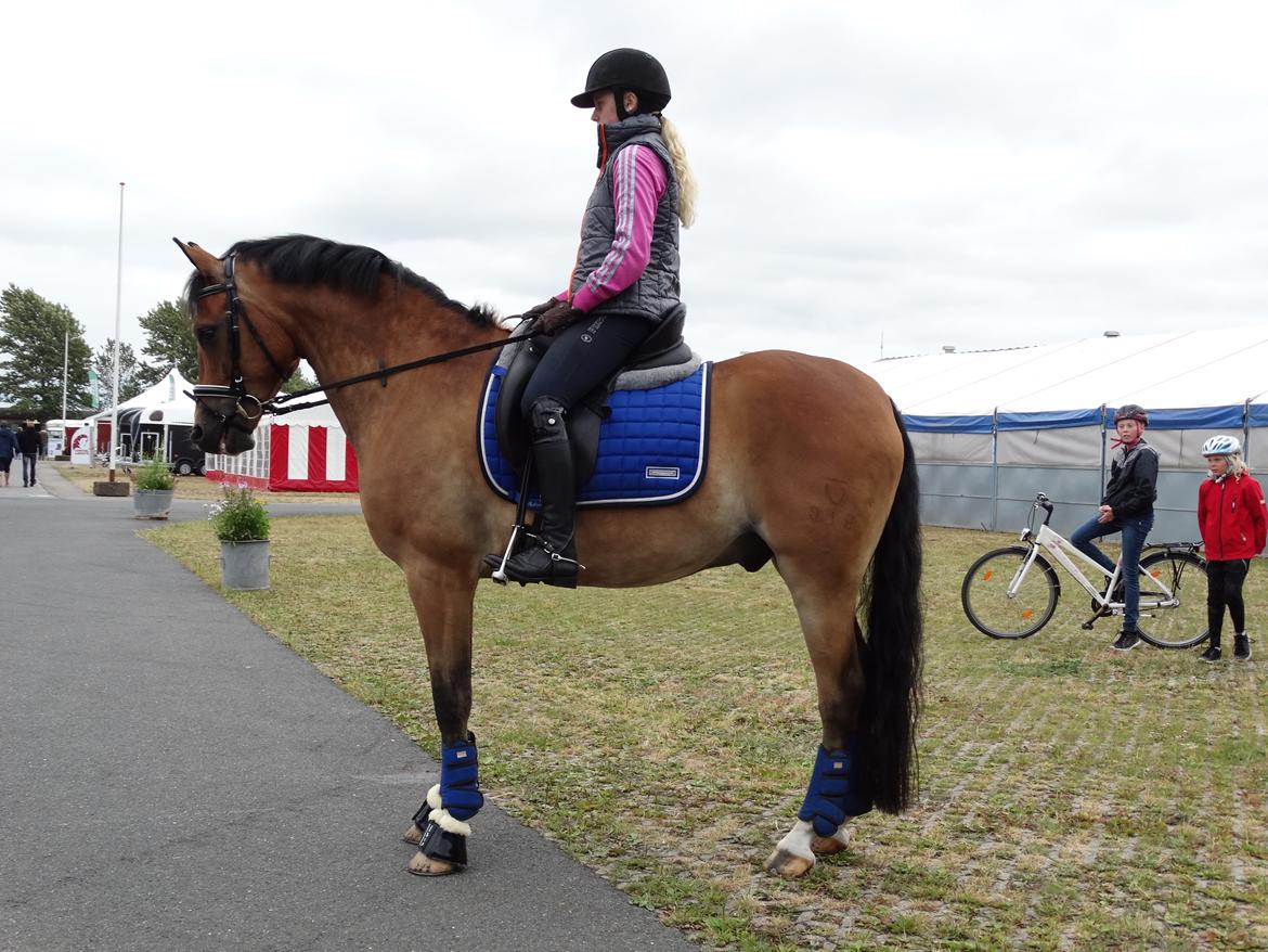 DSP Dalto af silkebakken billede 7