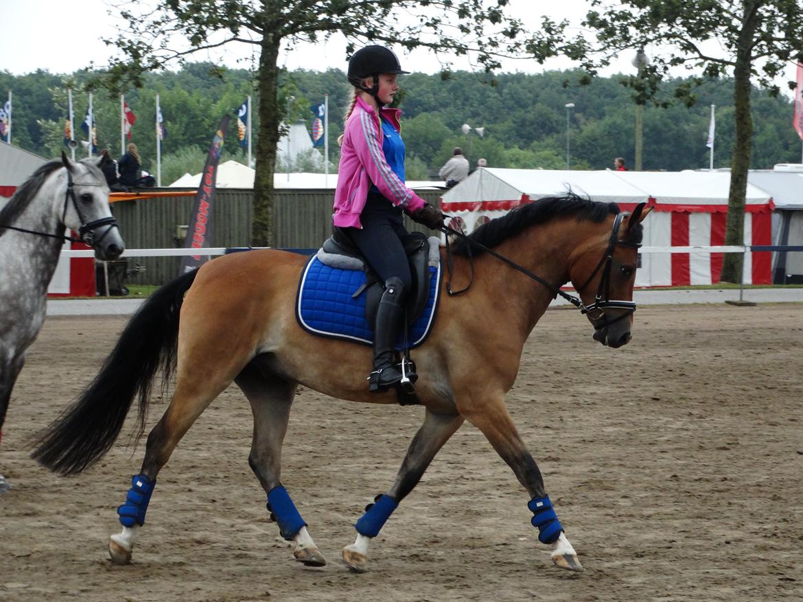 DSP Dalto af silkebakken billede 6