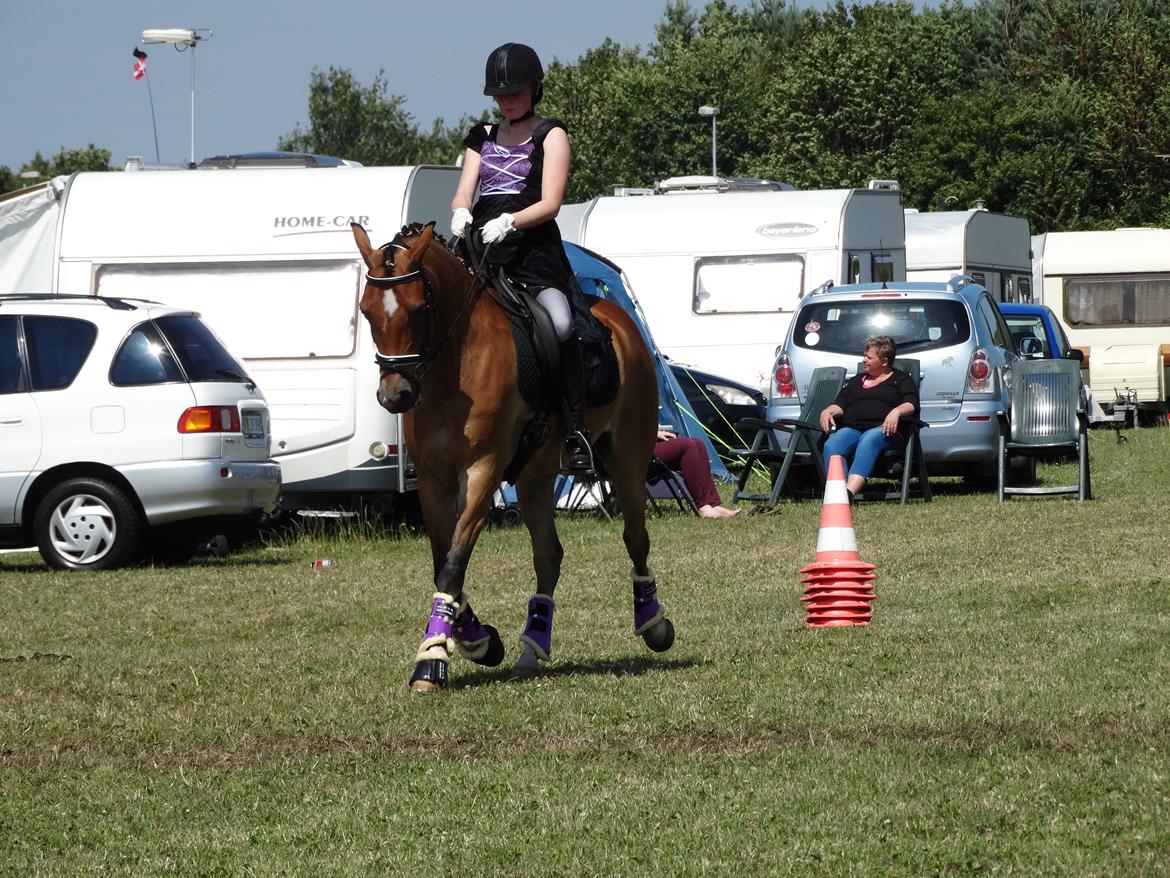 DSP Dalto af silkebakken billede 9