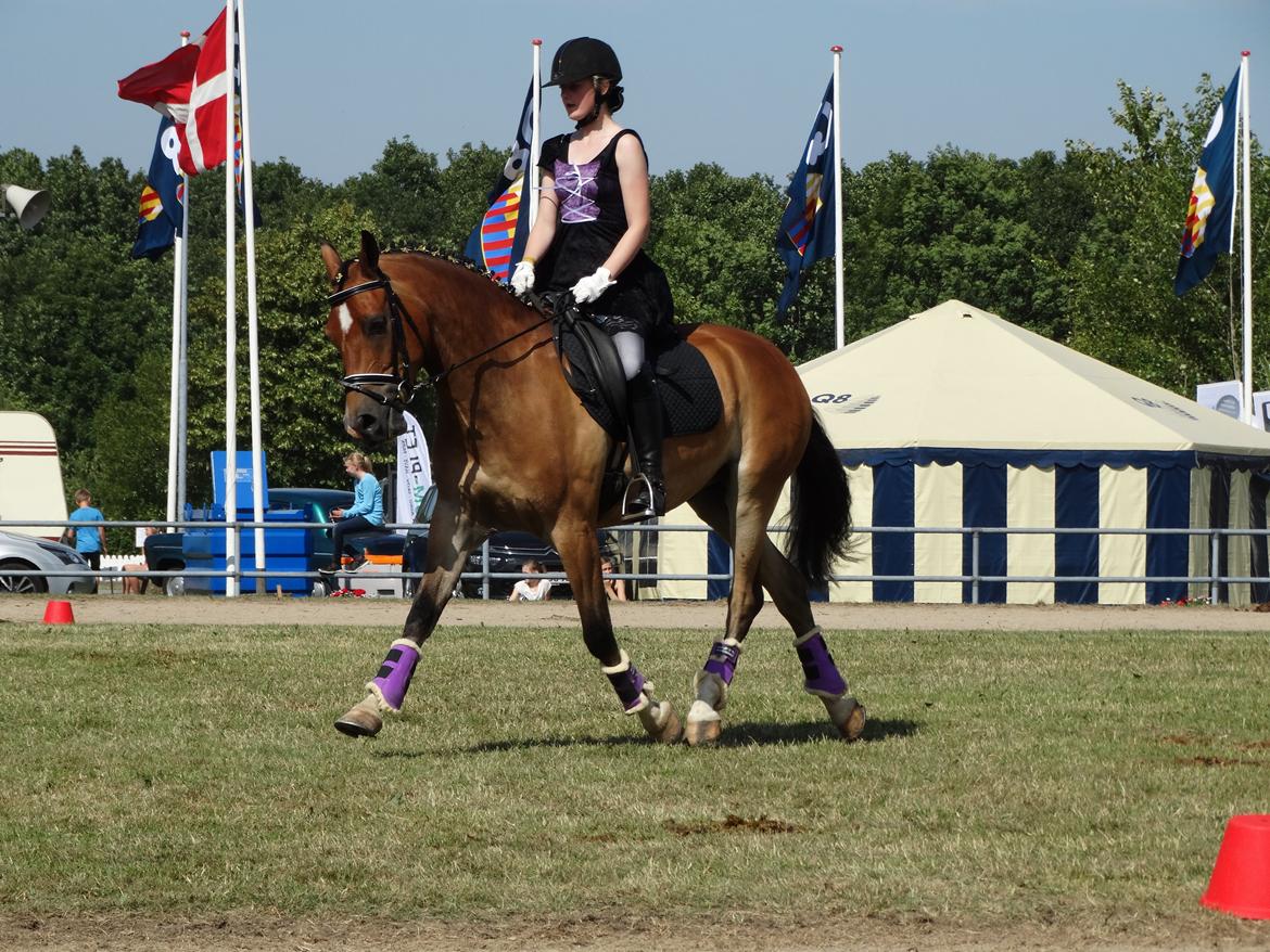 DSP Dalto af silkebakken billede 10