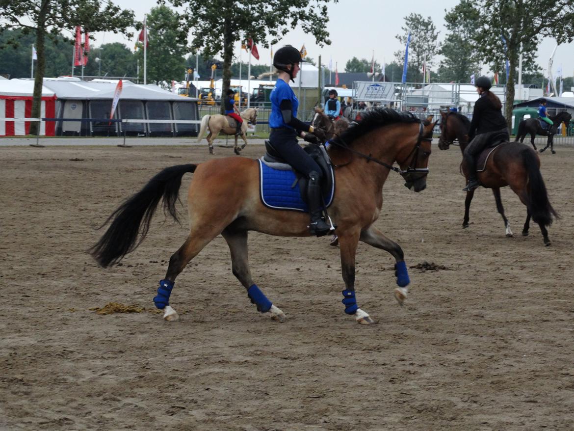 DSP Dalto af silkebakken billede 8