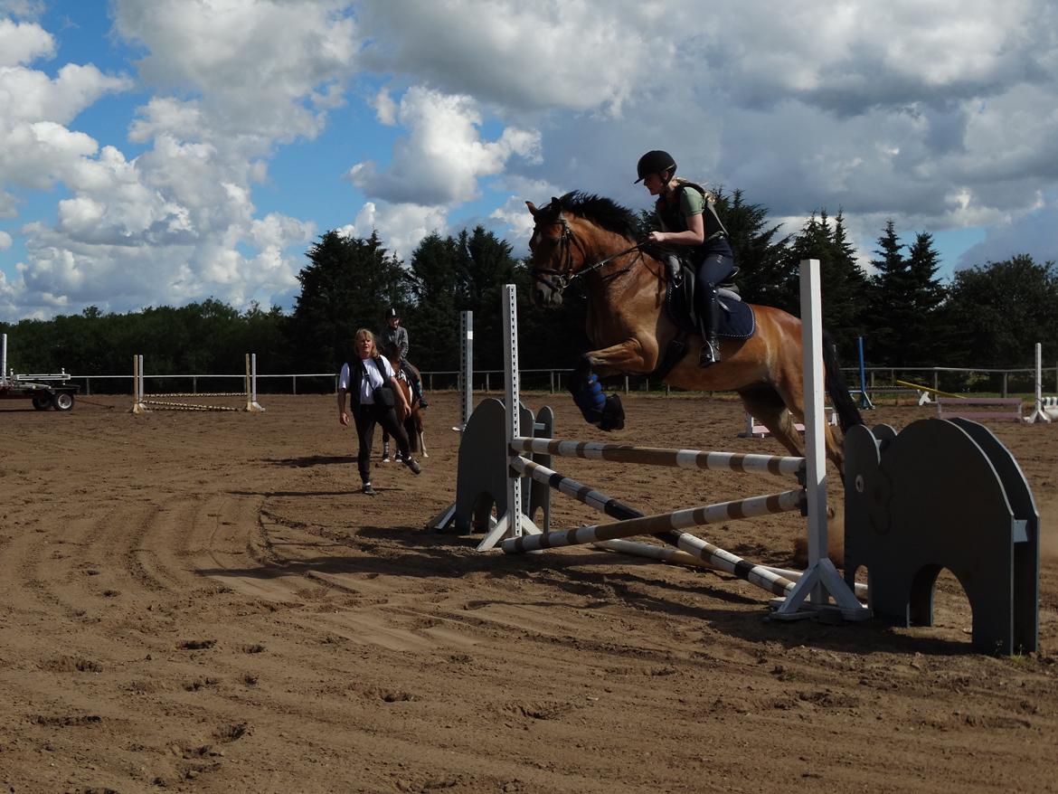 DSP Dalto af silkebakken billede 12