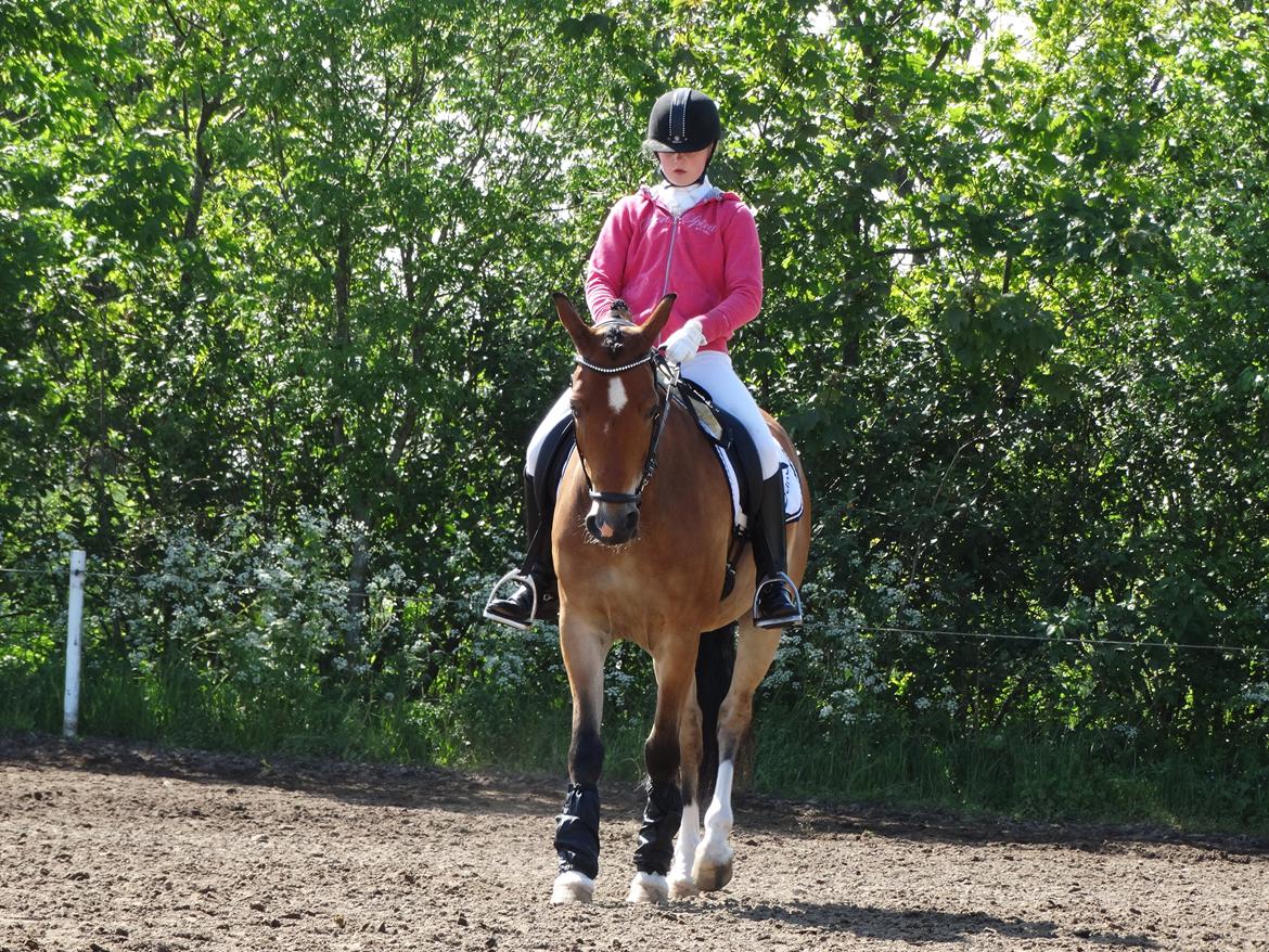 DSP Dalto af silkebakken billede 13