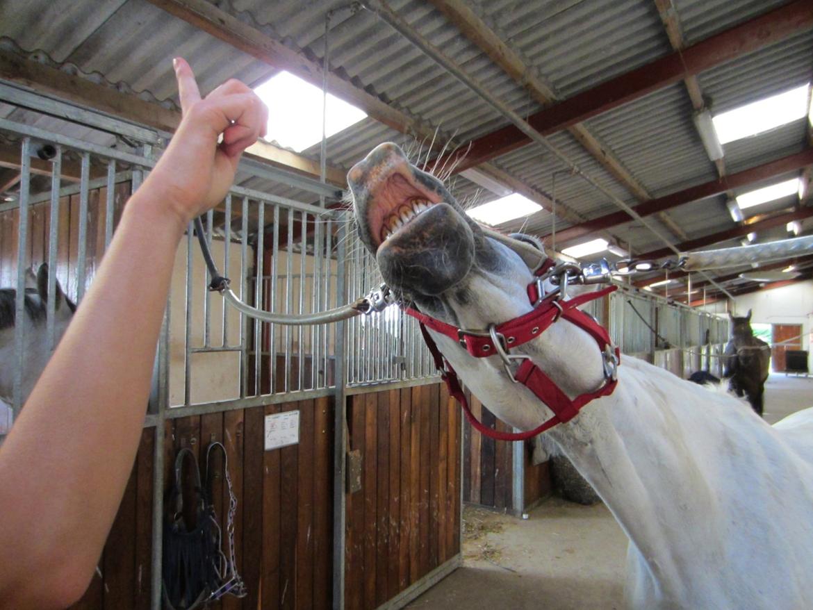 Welsh Partbred (Sec F) Ballettens Silent Victory billede 11