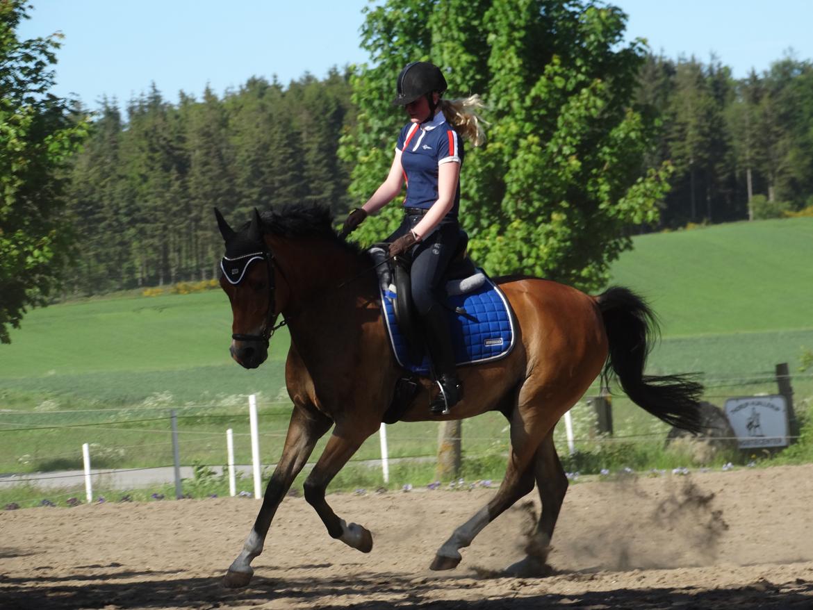 DSP Dalto af silkebakken billede 14