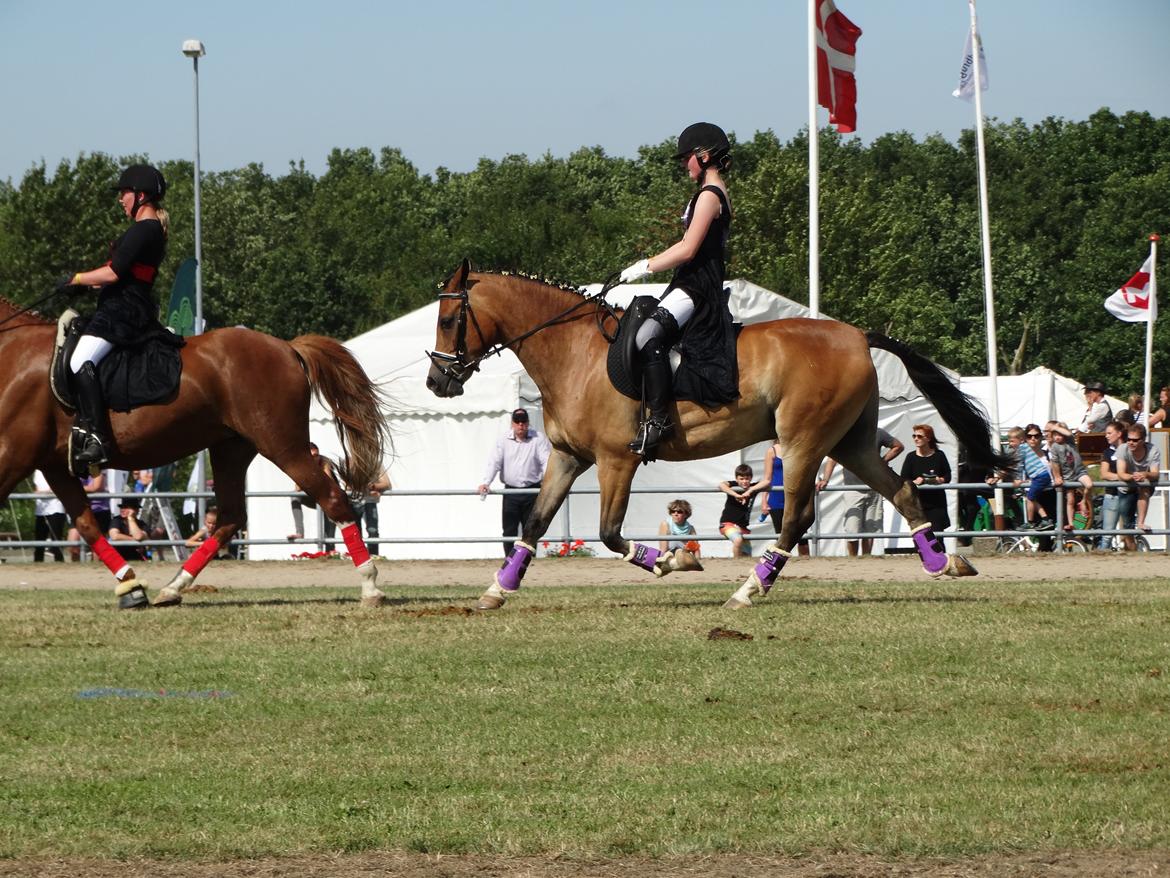 DSP Dalto af silkebakken billede 11