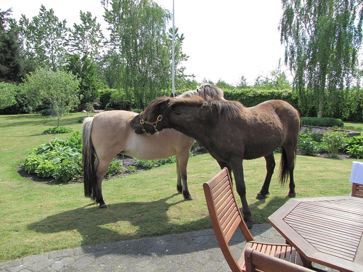 Anden særlig race Freja (mit et og alt)<3 - freja og lokki knubber hinanden. Farvel og tak for kigget;-) billede 20