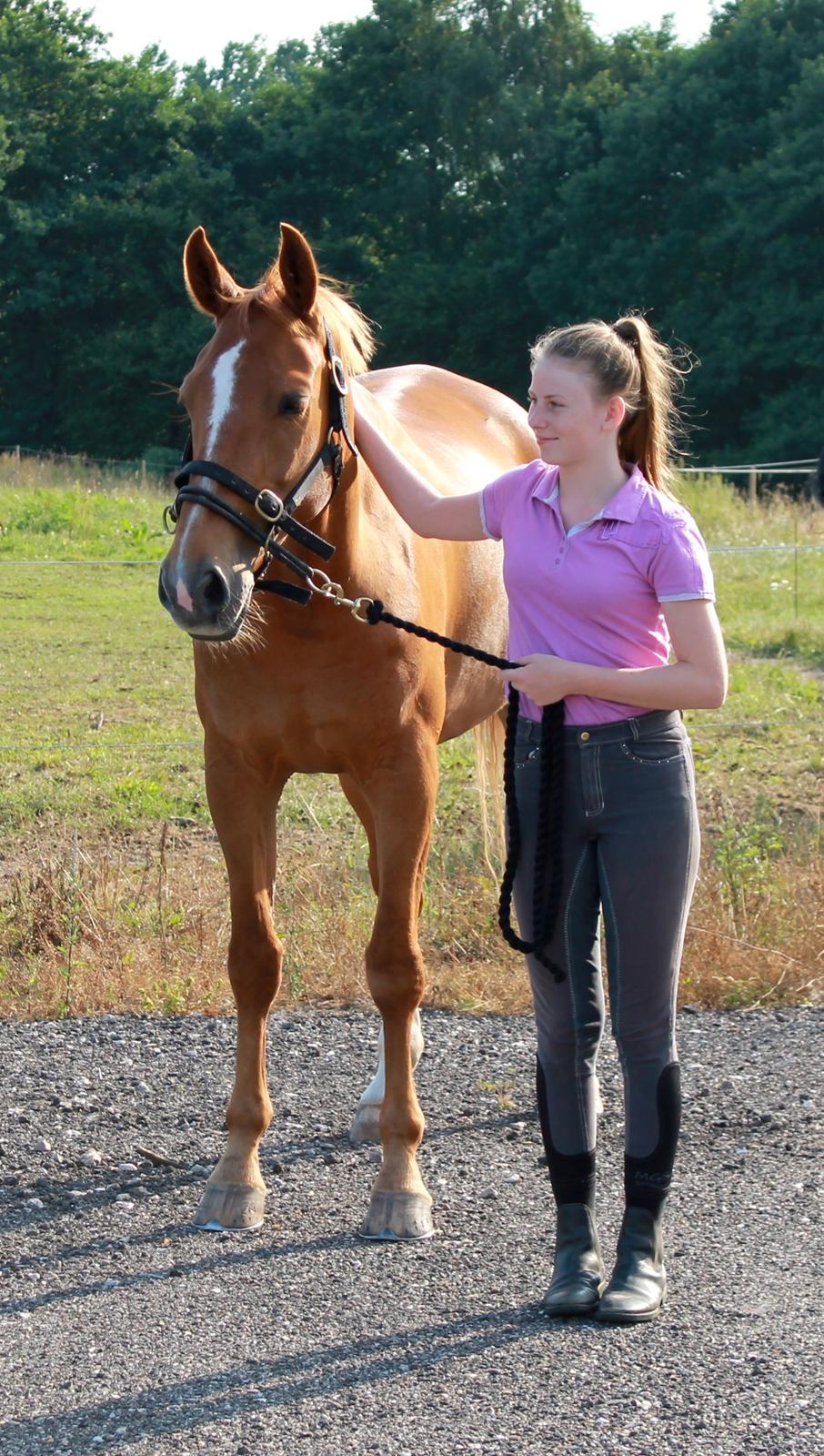 Tysk Oldenburger Bladsgaards Windy Sky billede 14