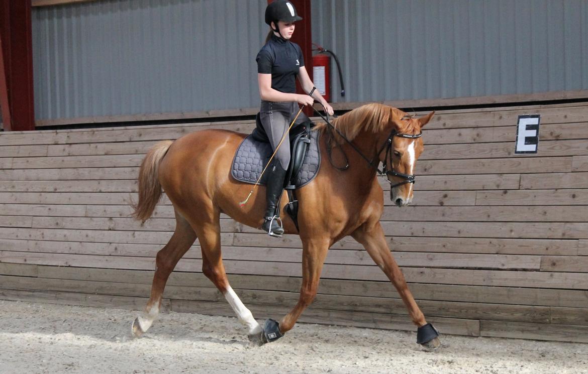 Tysk Oldenburger Bladsgaards Windy Sky billede 12