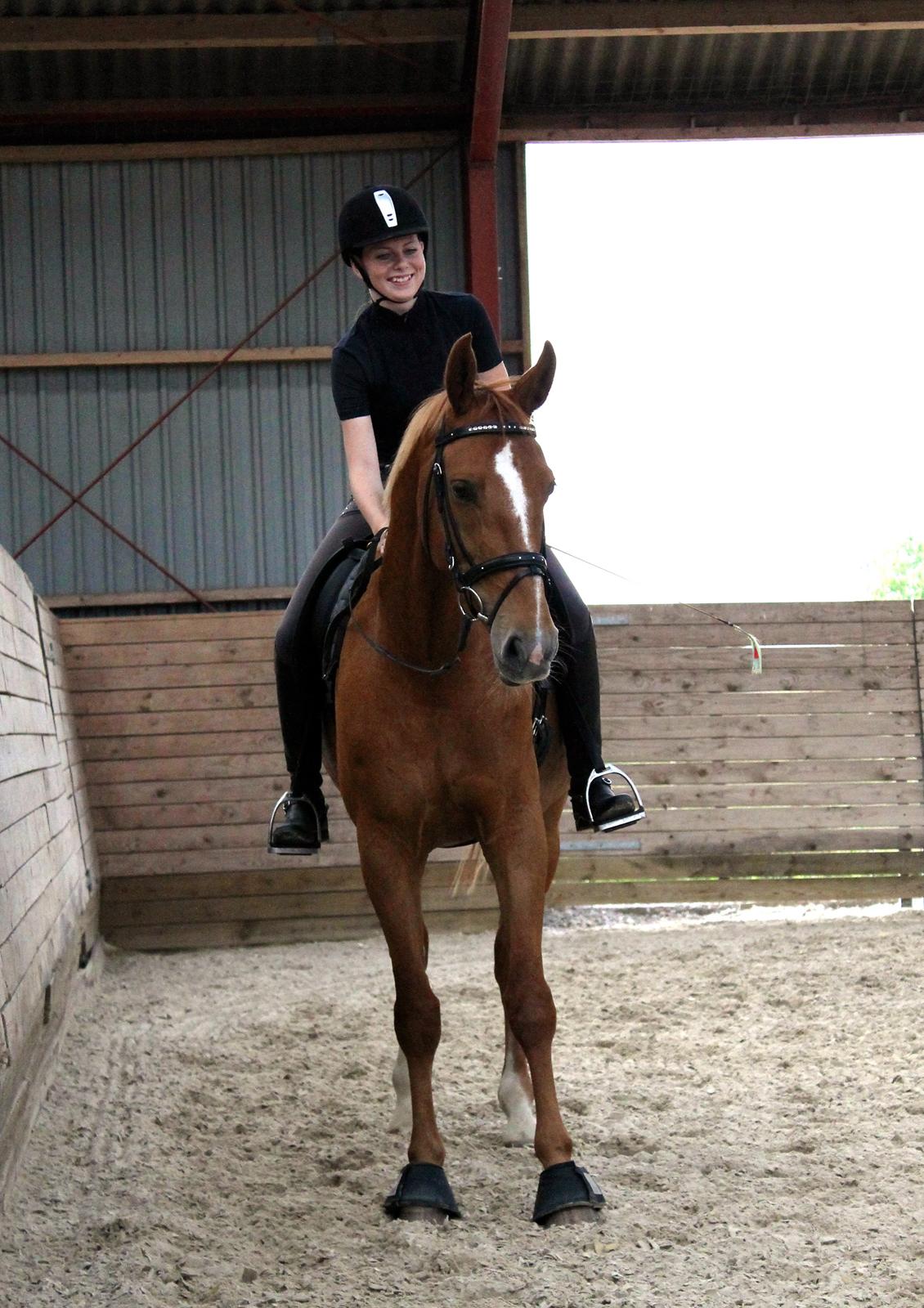 Tysk Oldenburger Bladsgaards Windy Sky billede 16