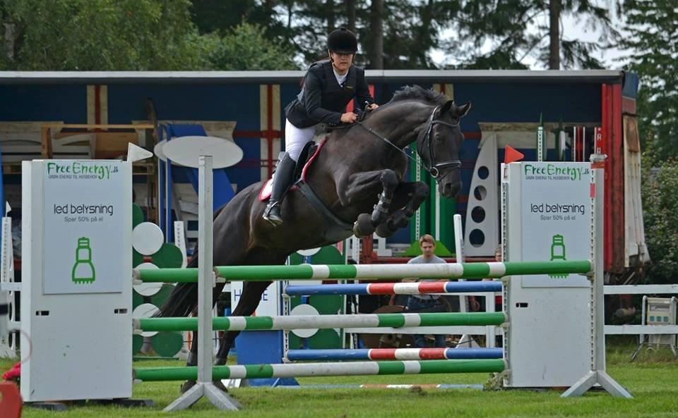 Dansk Varmblod Djursland's Pixiline - -Taget af Nikoline Carlsen- billede 5