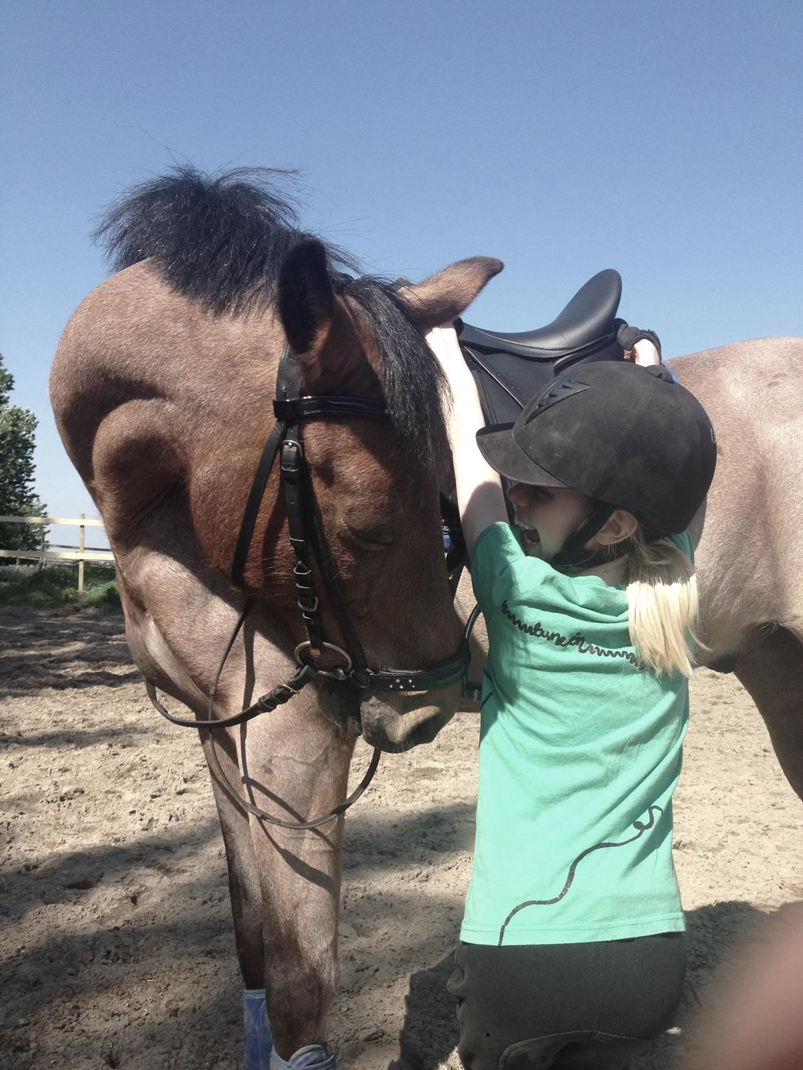 Tysk Sportspony Søndermarkens Oscar billede 1