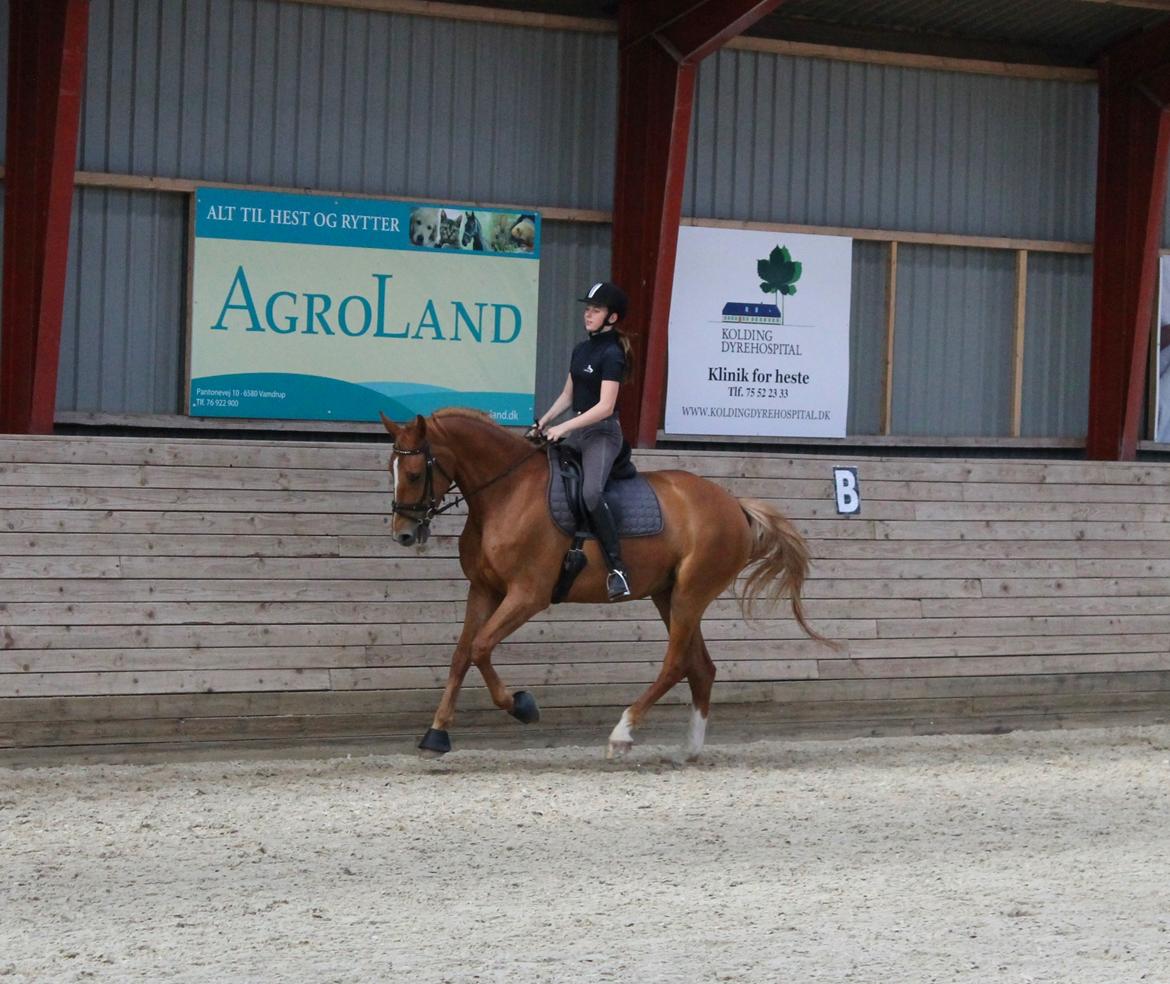 Tysk Oldenburger Bladsgaards Windy Sky billede 17