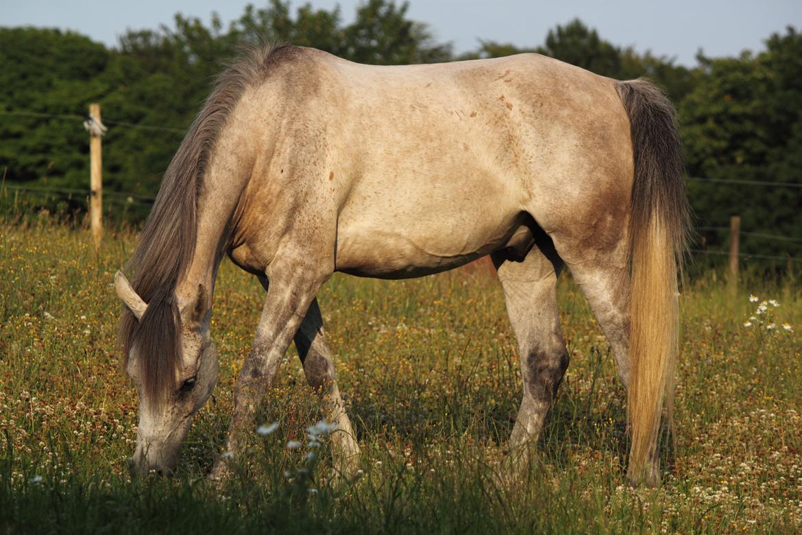 Arabisk fuldblod (OX) Kamal Al Hayat - Spiser græs - det smukke dyr :D Juli 2014 billede 5