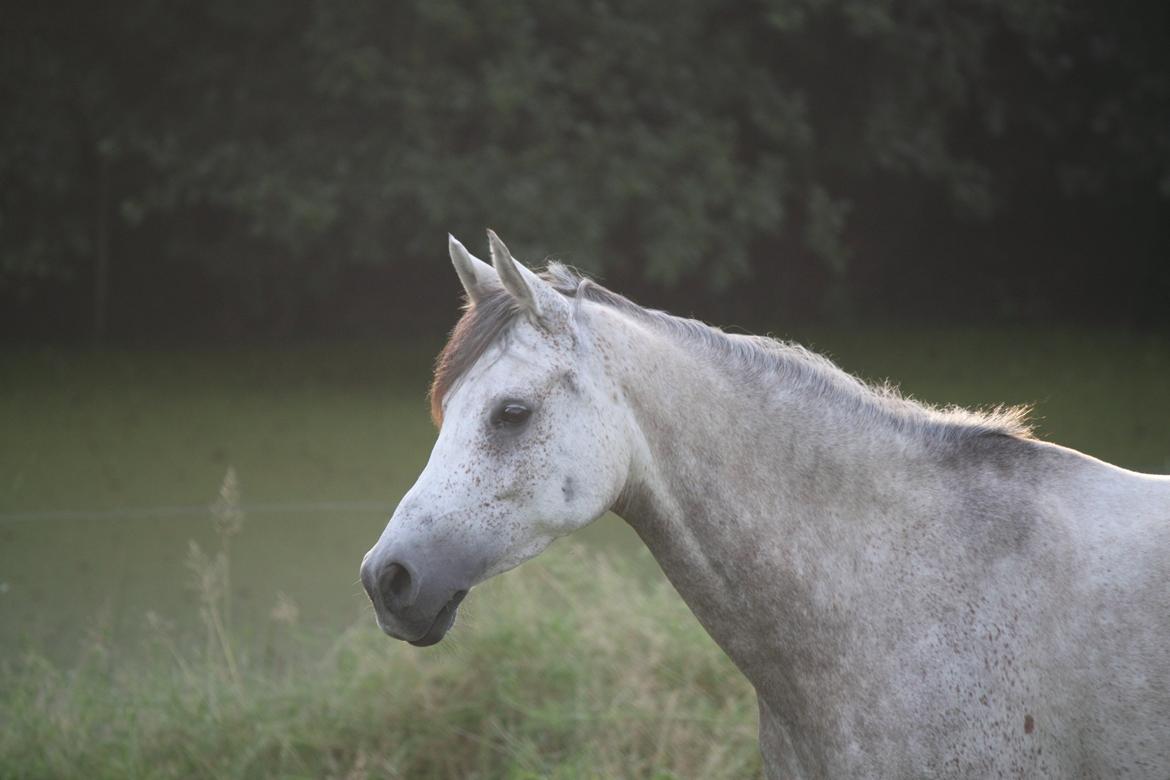 Arabisk fuldblod (OX) Kamal Al Hayat - Mmmh, lækker kamel :D Juli 2014 billede 12