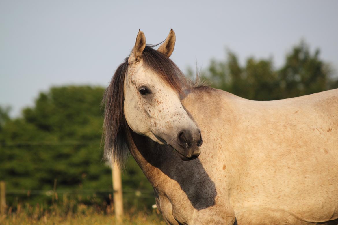Arabisk fuldblod (OX) Kamal Al Hayat - Kamal <3 Juli 2014 billede 2