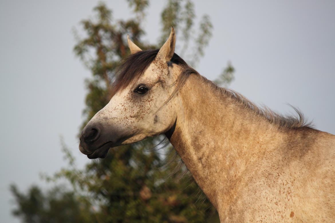 Arabisk fuldblod (OX) Kamal Al Hayat - Smuk! Juli 2014 billede 16