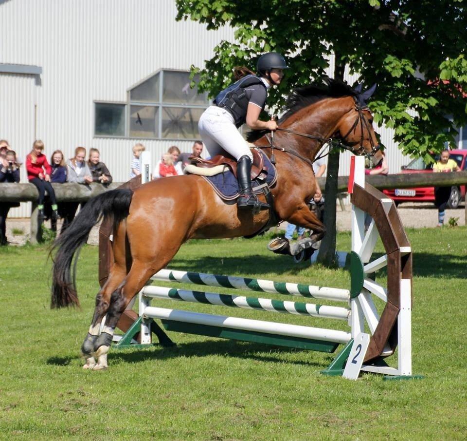 Dansk Varmblod Bøgegårdens Landini billede 9