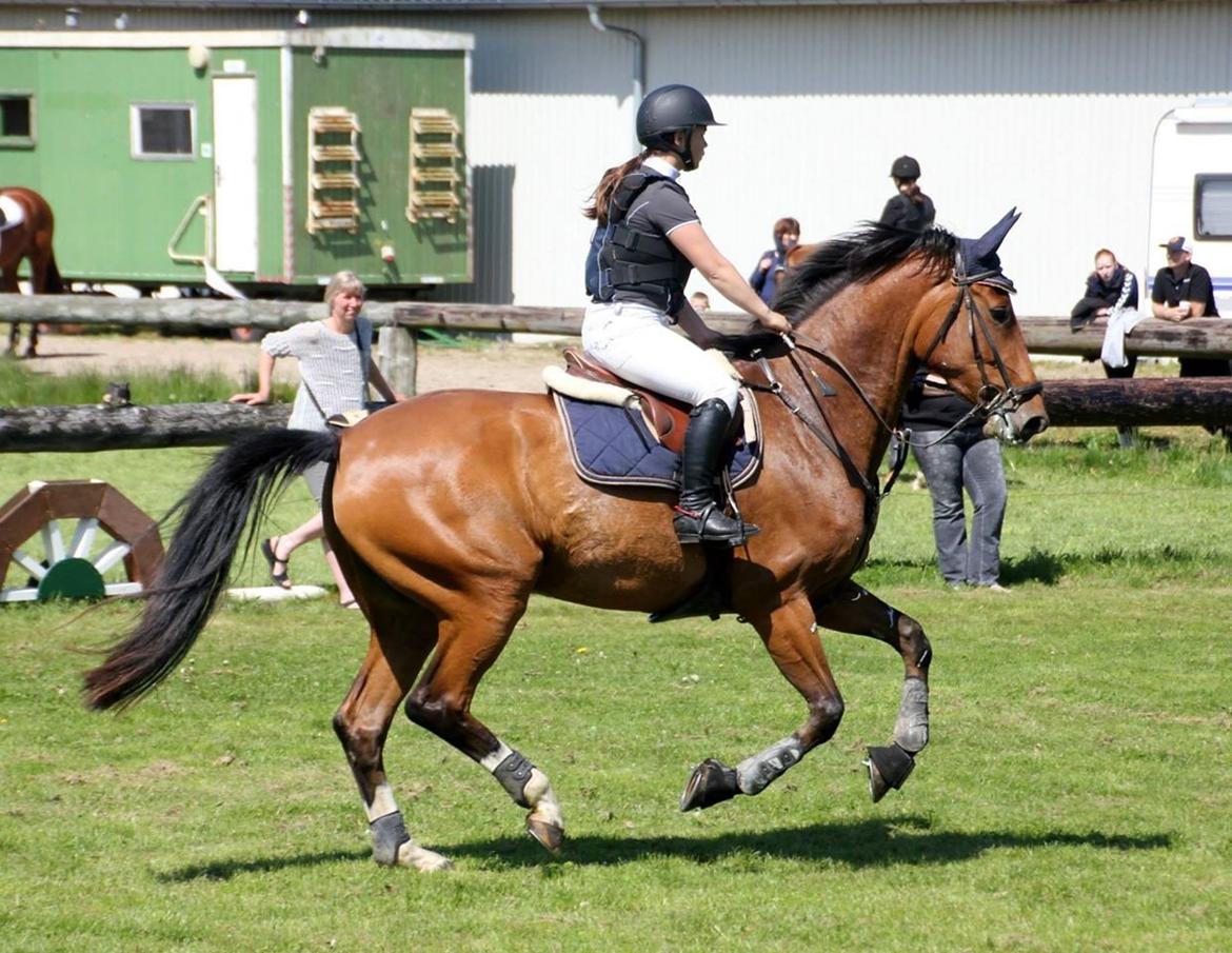 Dansk Varmblod Bøgegårdens Landini billede 11