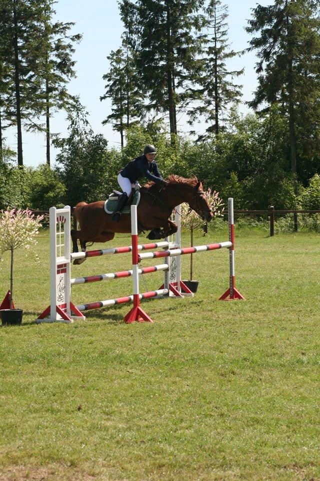 Irsk Sportspony Fairytale <3 billede 2