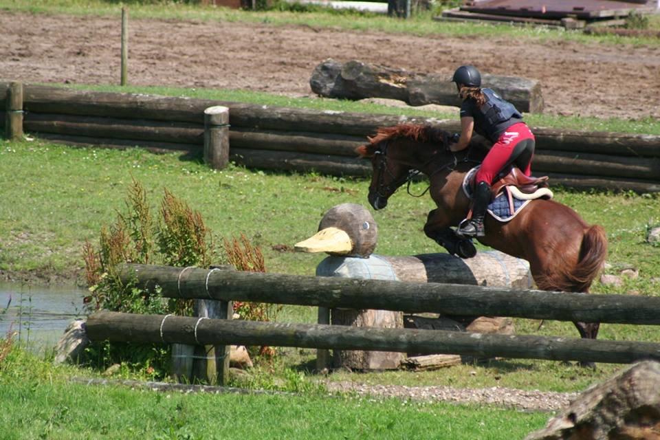 Irsk Sportspony Fairytale <3 billede 4