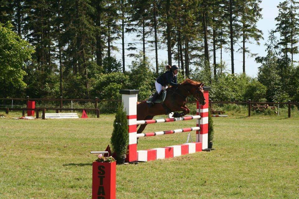 Irsk Sportspony Fairytale <3 billede 5