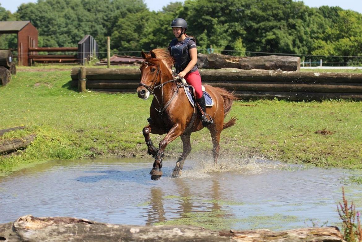 Irsk Sportspony Fairytale <3 billede 7