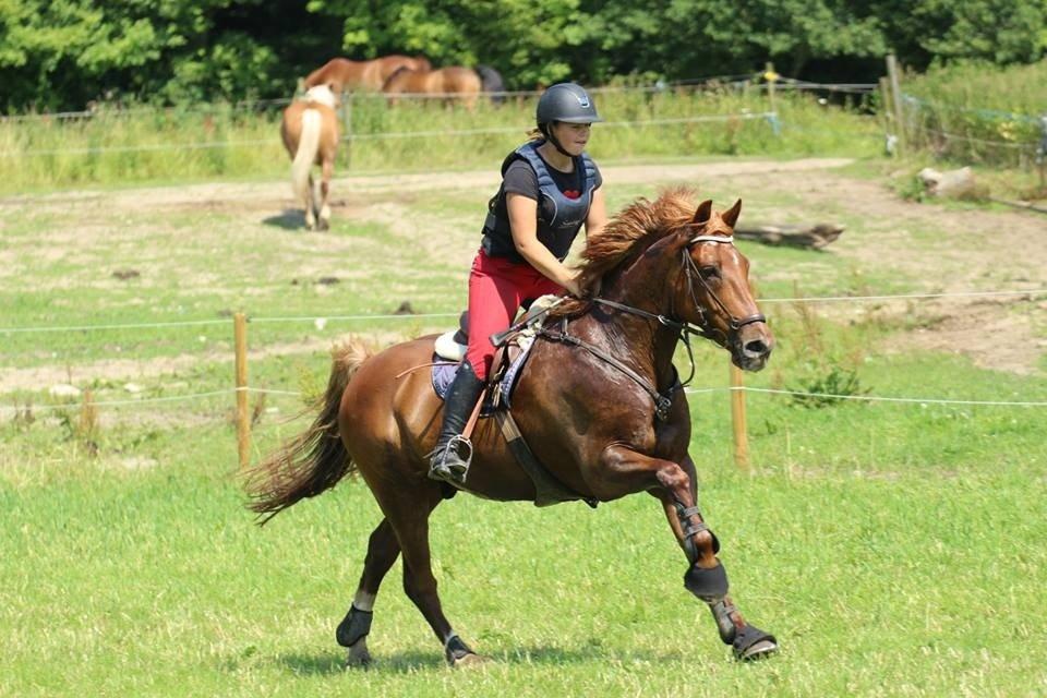 Irsk Sportspony Fairytale <3 billede 8