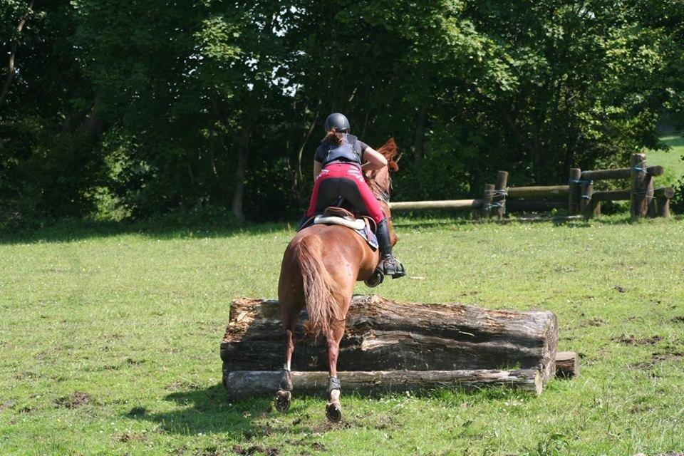 Irsk Sportspony Fairytale <3 billede 9