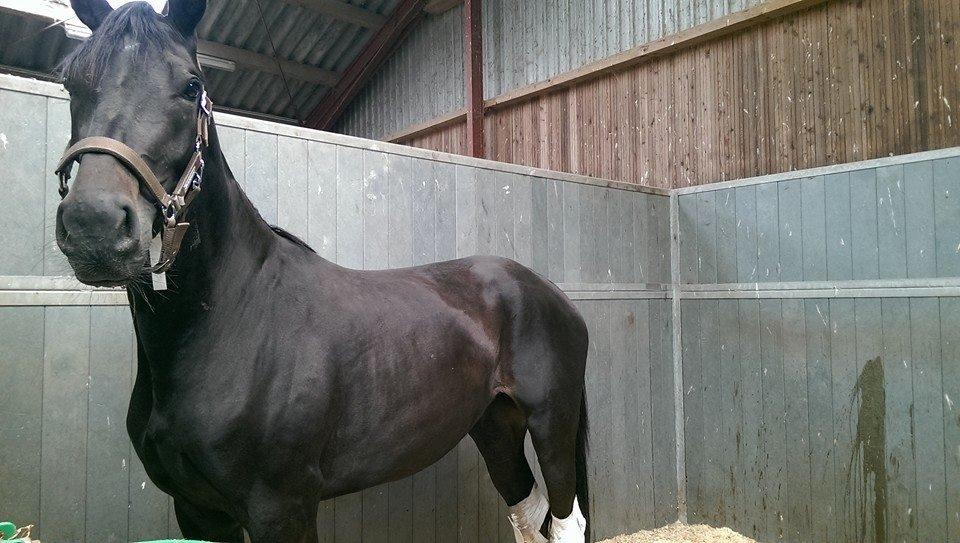 Dansk Varmblod Grus Migala - Efter operation, hun gad ikke spise så meget bagefter. Men de kilo er taget på nu ;) billede 13