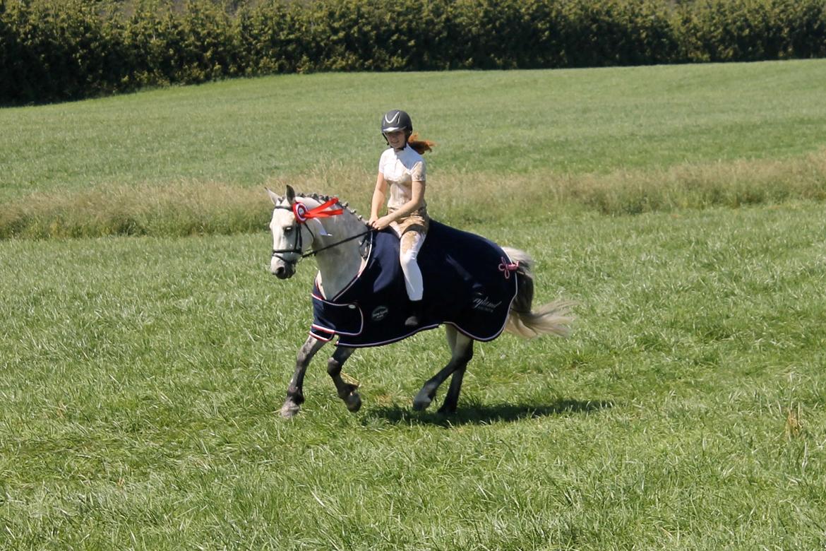 Connemara GREGERSMINDE JOLLY - Klubmester for pony dressur 2014<3 billede 4