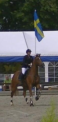 Dansk Varmblod Lucky-Lee <3 <3 billede 23