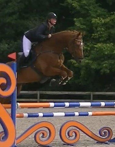 Dansk Varmblod Lucky-Lee <3 <3 billede 22