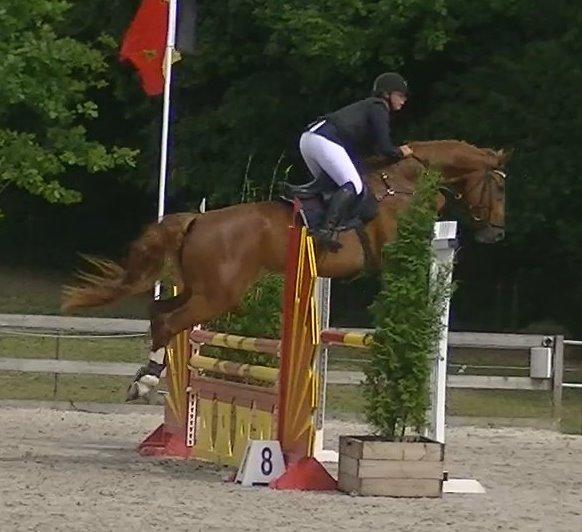 Dansk Varmblod Lucky-Lee <3 <3 billede 25