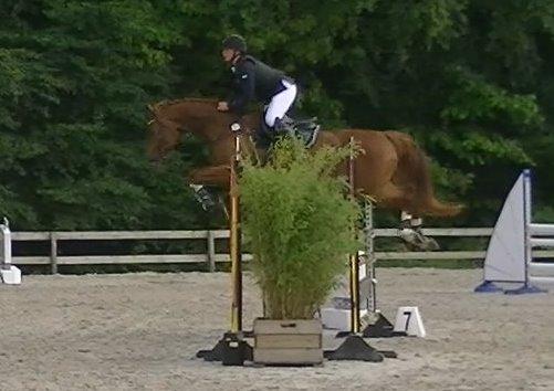 Dansk Varmblod Lucky-Lee <3 <3 billede 26