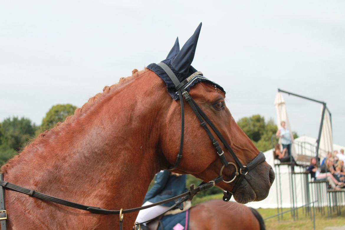 Dansk Varmblod Lucky-Lee <3 <3 billede 29